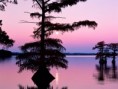 /album/lakes-and-rivers-wallpaper/bald-cyprus-trees-reelfoot-lake-tennessee-jpg/